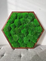Moosbild Hexagon mit Kugelmoos