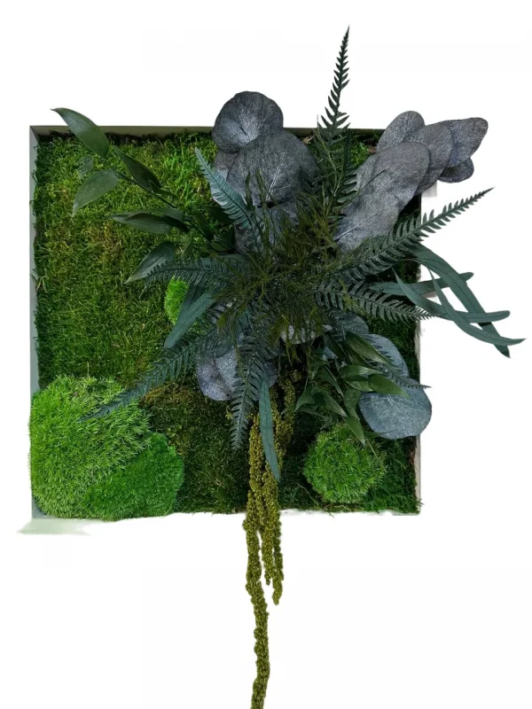 Moosbild mit Kugelmoos Flachmoos und Pflanzen