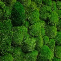 Moospaneel mit Kugelmoos