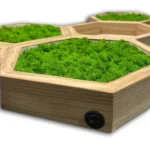 Moosbilder Sets: Mooshexagon und Holz Wandregal Beleuchtet