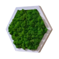 Mooshexagon mit Islandmoos | Moosbild Hexagon mit Holz Rahmen