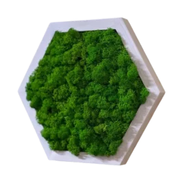 Mooshexagon mit Islandmoos | Moosbild Hexagon mit Holz Rahmen