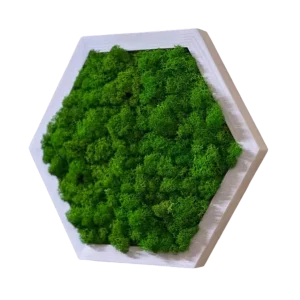 Mooshexagon mit Islandmoos | Moosbild Hexagon mit Holz Rahmen