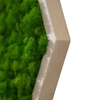 Mooshexagon mit Islandmoos