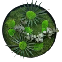 Runde Moosbild Sonnen-Duo - Moosbild rund