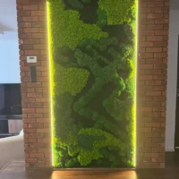 Mooswand mit mix moos von Ekomoss