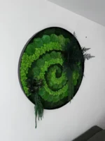 Auf diesem Foto ist das Moosbild - Naturwirbel abgebildet. Dieses Kunstwerk wurde aus mehreren Moosarten gefertigt: Flachmoos, Kugelmoos und Islandmoos, die sich harmonisch zu einer Spirale winden. Zusätzlich sind auf dem Bild konservierte Pflanzen zu sehen: Farn, Amarant und Eukalyptusblätter.