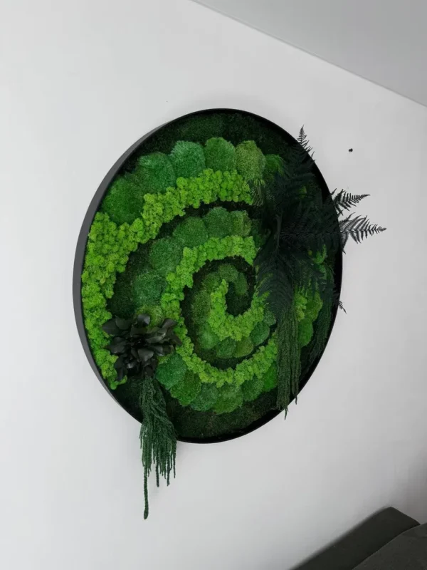 Auf diesem Foto ist das Moosbild - Naturwirbel abgebildet. Dieses Kunstwerk wurde aus mehreren Moosarten gefertigt: Flachmoos, Kugelmoos und Islandmoos, die sich harmonisch zu einer Spirale winden. Zusätzlich sind auf dem Bild konservierte Pflanzen zu sehen: Farn, Amarant und Eukalyptusblätter.