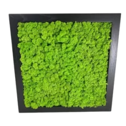 Product Category - Islandmoos Bild