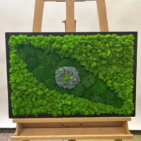 Grünes Auge aus Moos: Bilder mit Moos