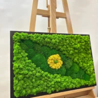 Grünes Auge aus Moos: Bilder mit Moos