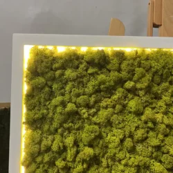 Moosbild mit Islandmoos und LED Beleuchtung