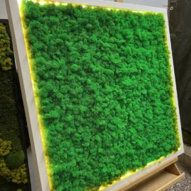 Moosbild mit Islandmoos und LED Beleuchtung