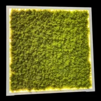 Moosbild mit Islandmoos und LED Beleuchtung