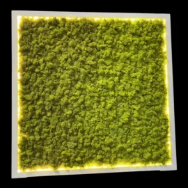 Moosbild mit Islandmoos und LED Beleuchtung