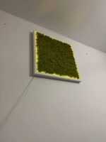 Moosbild mit Islandmoos und LED Beleuchtung