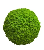 Mooskugel mit Islandmoos