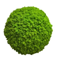 Mooskugel mit Islandmoos