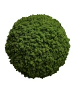 Mooskugel mit Islandmoos