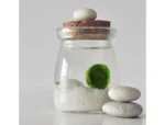 Moosball Marimo in einem kleinen Aquarium mit weißen Steinen