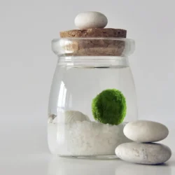 Moosball Marimo in einem kleinen Aquarium mit weißen Steinen