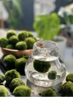 Demonstration von Marimo-Mooskugeln