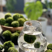 Demonstration von Marimo-Mooskugeln