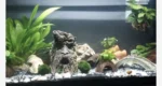 Mooskugeln Marimo im Aquarium
