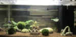 Mooskugeln Marimo im Aquarium