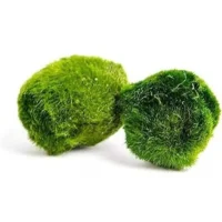 Marimo Mooskugel – Moosbälle Aegagropila linnaei 2–3 cm