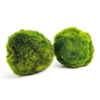 Moosball Aquarium – Marimo Aegagropila linnaei 3–4 cm