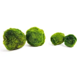 Marimo Moosball | Aquarium Mooskugel 4–6 cm | Wasserpflanzen | Moosbälle Aquarium – Marimo Mooskugel für Aquarium 6–10 cm