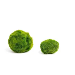 Mooskugel Aquarium – Marimo Kugel 1–2 cm Marimo Mooskugel – Moosbälle Aegagropila linnaei 2–3 cm Moosball Aquarium – Marimo Aegagropila linnaei 3–4 cm Marimo Moosball – Aquarium Mooskugel 4–6 cm Moosbälle Aquarium – Marimo Mooskugel für Aquarium 6–10 cm