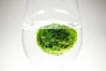 Demonstration einer Marimo-Mooskugel in einem Glas