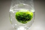 Demonstration einer Marimo-Mooskugel in einem Glas