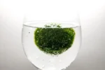 Demonstration einer Marimo-Mooskugel in einem Glas