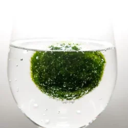 Demonstration einer Marimo-Mooskugel in einem Glas
