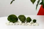 Marimo Moosbälle XXL 8-10 cm
