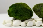 Marimo Moosbälle XXL 7-10 cm