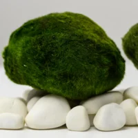 Marimo Moosbälle XXL 7-10 cm