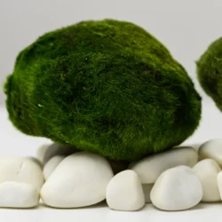 Marimo Moosbälle XXL 8-10 cm