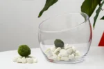 Marimo Moosbälle