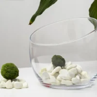 Marimo Moosbälle