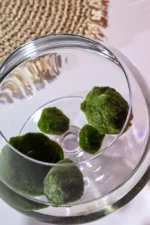 Marimo Moosbälle