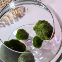 Marimo Moosbälle