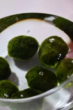 Marimo Moosbälle XXL 8-10 cm