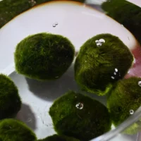 Marimo Moosbälle XXL 8-10 cm