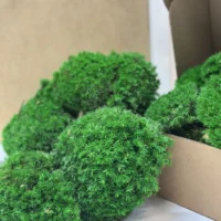 Moosbild selber machen Set – Kugelmoos