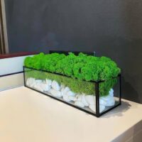 Moos im Glas mit weißen Steinen – Waldgeometrie