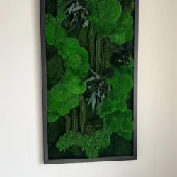 Moosbild „Kugelmoos Dschungel-Kaskade“ – Pflanzen-Edition